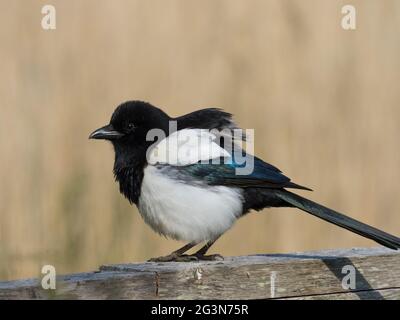 Eine Eurasische Elster oder gewöhnliche Elster (Pica pica), auch bekannt als Lustelster, die auf einem Zaun steht. Stockfoto