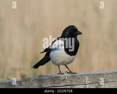 Eine Eurasische Elster oder gewöhnliche Elster (Pica pica), auch bekannt als Lustelster, die auf einem Zaun steht. Stockfoto