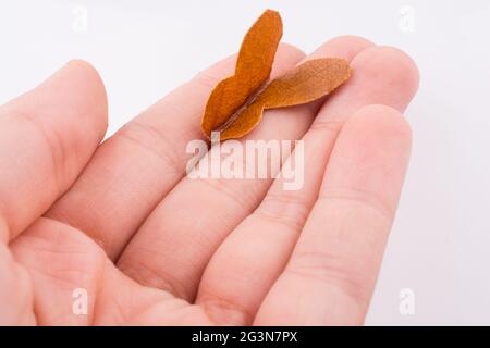 Schöner Schmetterling auf Blüte Stockfoto