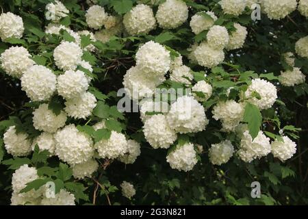 Busch aus weißer Hortensia blühende Blumen im Hintergrund eines Strauches von vielen anderen Blumen auf den blühenden Ästen an einem Sommertag in Kaunas, Lith Stockfoto