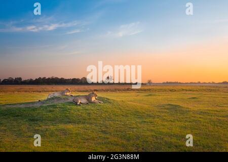 2 Löweninnen (Panthera leo), Erwachsene, die bei Sonnenaufgang auf einem Termitenhügel in afrikanischer Landschaft ruhen. Okavango Delta, Botswana, Afrika Stockfoto
