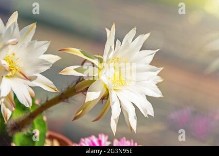 Riesige große Blüten eines runden Kaktus in einem Tontopf aus Keramik Stockfoto