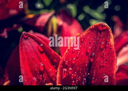 Blühende wunderschöne Lilienblüten in Makroansicht Stockfoto