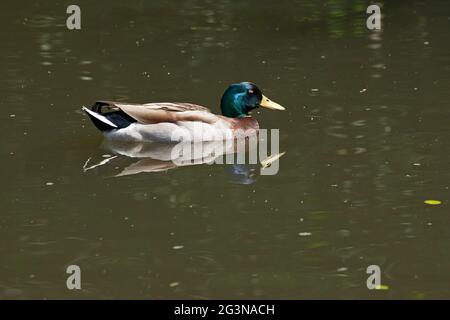 Männliche Stockente (Anas platyrhynchos), Winsen/Luhe, Niedersachsen, Deutschland Stockfoto