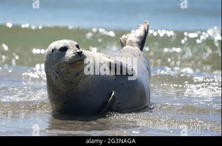 Helgoland, Deutschland. Juni 2021. Eine graue Robbe liegt am Südstrand der Düne auf der Hochseeinsel Helgoland. Kredit: Marcus Brandt/dpa/Alamy Live Nachrichten Stockfoto