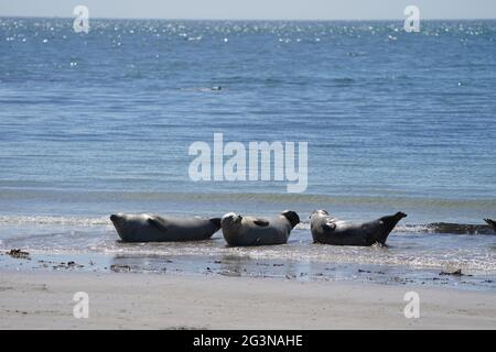 Helgoland, Deutschland. Juni 2021. Kegelrobben sonnen sich am Südstrand der Düne auf der Hochseeinsel Helgoland. Kredit: Marcus Brandt/dpa/Alamy Live Nachrichten Stockfoto