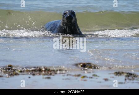 Helgoland, Deutschland. Juni 2021. Eine graue Robbe liegt am Südstrand der Düne auf der Hochseeinsel Helgoland. Kredit: Marcus Brandt/dpa/Alamy Live Nachrichten Stockfoto