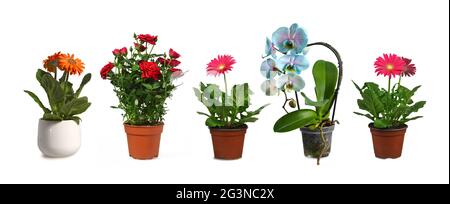Sammlung von Blumenpflanzen in Töpfen isoliert auf weißem Hintergrund Stockfoto