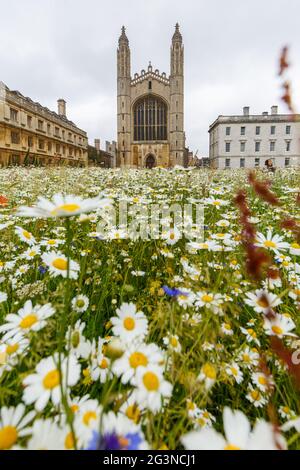 Eine Weitwinkel-Porträtansicht von Wildblumen, die auf dem Rasen am King's College in Cambridge wachsen. Stockfoto