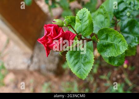 Rote Chaina Rose Faltblätter Mit Bud, Grünen Blättern Und Zweigen Im Freien. Anders Aussehen Natürlich In Weichzeichner Hintergrund. Stockfoto