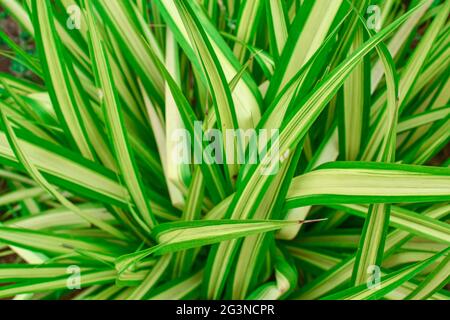 Gras auf dem Garten sieht aus wie EIN abstraktes Hintergrundmuster Design. Sieht Wunderschön Und Einzigartig Aus. Natürliches Grünes Gras Hintergrund. Stockfoto