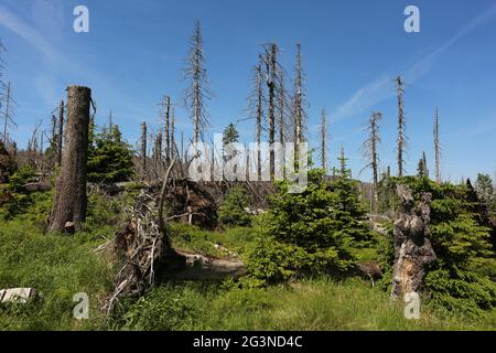 Schierke, Deutschland. Juni 2021. Auf dem Brocken liegen toter Wald und tote Bäume. Heißes trockenes Wetter verursacht in Sachsen-Anhalt ein erhöhtes Waldbrandrisiko. Im Harz wird derzeit Waldbrand der Stufe 4 erreicht. Quelle: Matthias Bein/dpa-Zentralbild/dpa/Alamy Live News Stockfoto