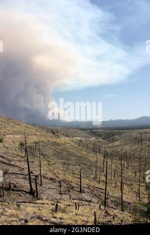 Anzeichen eines alten Waldbrands im Gila NF mit wabendem Rauch des aktuellen Johnson-Feuers im Hintergrund Stockfoto