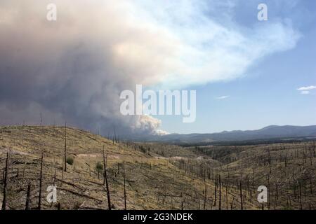 Anzeichen eines alten Waldbrands im Gila NF mit wabendem Rauch des aktuellen Johnson-Feuers im Hintergrund Stockfoto