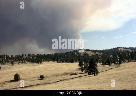 Anzeichen eines alten Waldbrands im Gila NF mit wabendem Rauch des aktuellen Johnson-Feuers im Hintergrund Stockfoto