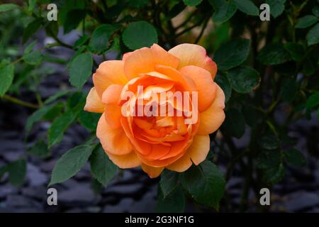 Große einzelne orange Rose Blume in voller Blüte Stockfoto