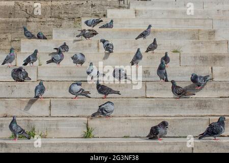 Einsamer Vogel lebt in der Natur Stockfoto