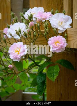 Massierte Blüten einer rosa und weißen Wanderrose, die über einem Spalier wächst Stockfoto