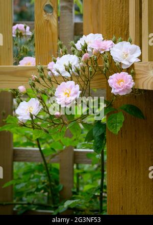 Massierte Blüten einer rosa und weißen Wanderrose, die über einem Spalier wächst Stockfoto