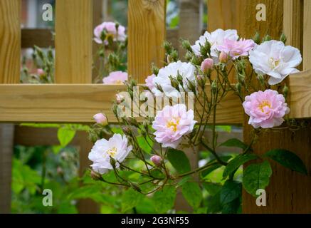 Massierte Blüten einer rosa und weißen Wanderrose, die über einem Spalier wächst Stockfoto