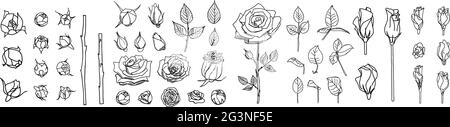 Große Reihe von Rosen und Blättern. Abbildung mit Rosenblüten. Handgezeichnete Blumen. Vektor florale Elemente Cliparts. Perfekt für Dekorationen Hochzeitskarten Stock Vektor