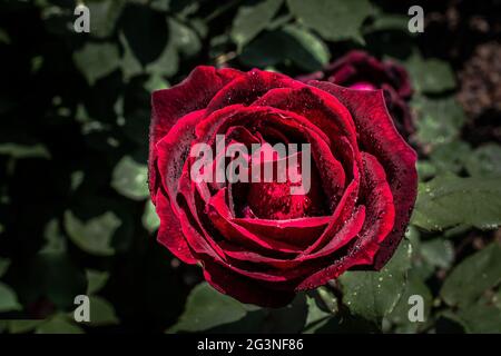 Blühende schöne bunte Rose im floralen Hintergrund Stockfoto