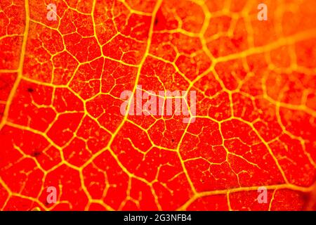 Ein separates trockenes Blatt in Nahaufnahme Stockfoto