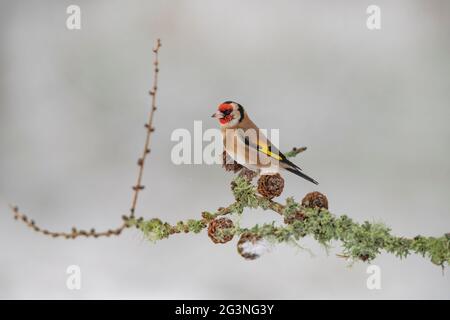 Goldfinch thronte im Winter in Schottland auf einem Ast, aus der Nähe eines Waldes Stockfoto