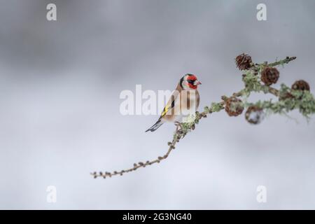 Goldfinch thronte im Winter in Schottland auf einem Ast, aus der Nähe eines Waldes Stockfoto