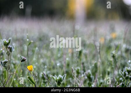 Wunderschönes, mit Tau bedecktes Gras und Blumen bei einem morgendlichen Spaziergang bei Sonnenaufgang. Stockfoto