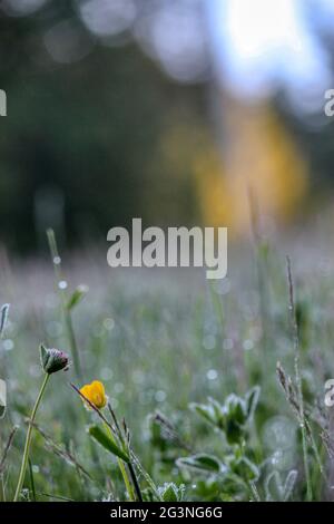 Wunderschönes, mit Tau bedecktes Gras und Blumen bei einem morgendlichen Spaziergang bei Sonnenaufgang. Stockfoto