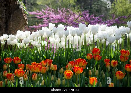 Tulpen in verschiedenen Farben in der Natur im Frühling Stockfoto