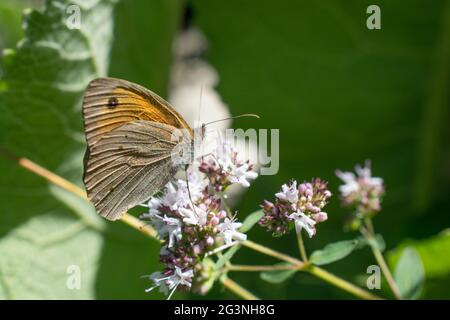 Schöner Schmetterling auf Blüte Stockfoto