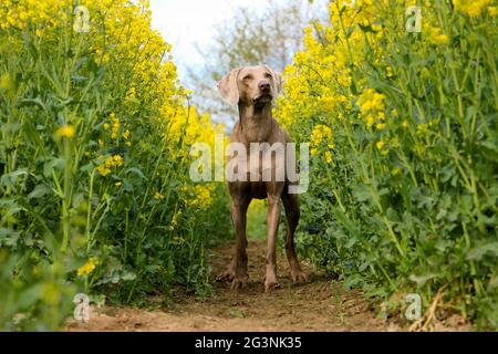 Vertikal des grauen schönen heimischen Weimaraner Hundes, der im Blumenfeld steht Stockfoto