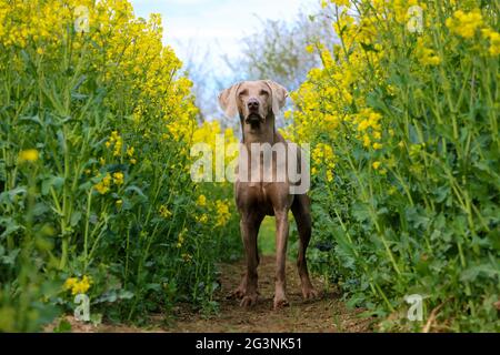 Vertikal des grauen schönen heimischen Weimaraner Hundes, der im Blumenfeld steht Stockfoto