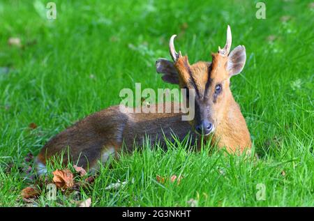 Muntjac Deer sitzt aus nächster Nähe auf dem Gras. Stockfoto