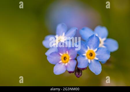 Myosotis blüht im Garten Stockfoto