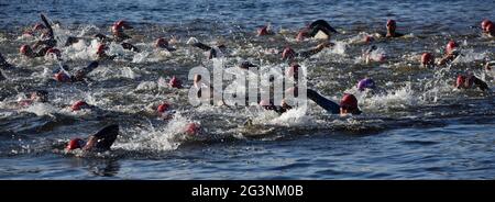 Triathlon-Schwimmer Rennen in der Ouse in St. Neots. Stockfoto