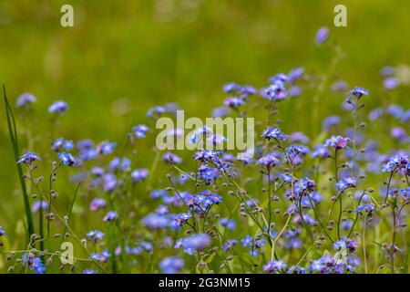 Myosotis blüht im Garten, Makro Stockfoto