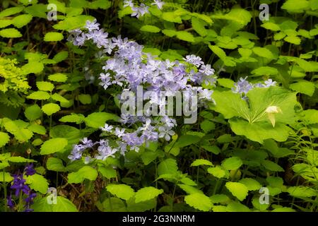 Nahaufnahme einer Wildblume, bekannt als Milchblume Stockfoto
