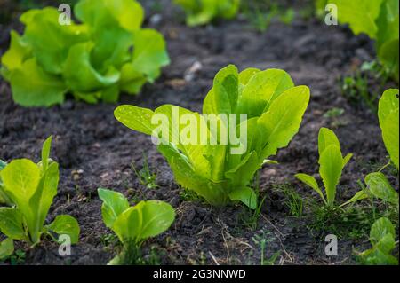 Öko-Landwirtschaft in den Niederlanden, Plantagen von jungen grünen Salatsalatpflanzen, gesunde Bio-Lebensmittel aus dem eigenen Garten Stockfoto