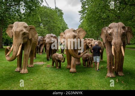 London, Großbritannien. 17. Juni 2021. Einige der 100 Holzelefanten, die derzeit im Green Park, einem Teil der Koexistenzherde, ausgestellt sind. Handgefertigt aus einem natürlichen Pflanzenmaterial namens Lantana camara, sind die Holzelefanten derzeit auf einer Installationstour durch Großbritannien, um einen überfüllten Planeten und menschliche Eingriffe an wilden Orten zu markieren. Kredit: Stephen Chung / Alamy Live Nachrichten Stockfoto