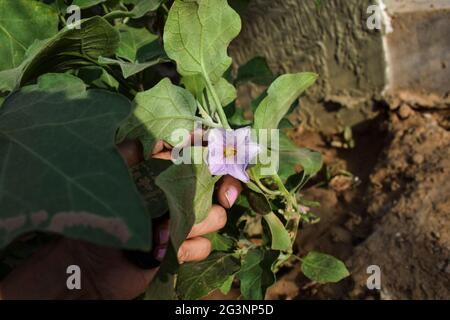 Frische Bio-Brinjal auch als Aubergine oder Aubergine Pflanze bekannt, die biologisch in Farm angebaut wird, Küche im Garten. Weibliche Handpalme Zupfen violette Farbe b Stockfoto