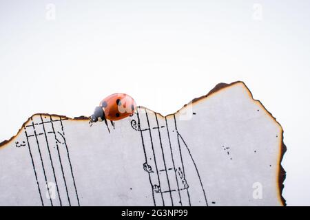 Schöner roter Marienkäfer, der auf verbranntem Papier läuft Stockfoto