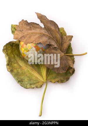 Kleiner Modellglobus zwischen zwei Herbstblättern Stockfoto