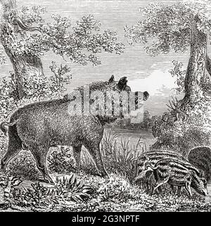 Das Wildschwein (Sus scrofa), auch bekannt als Wildschwein, gewöhnliches Wildschwein oder Wildschwein. Aus Le Savant du Foyer ou Notions Scientifiques Sur Les Objets Usuels de la Vie, veröffentlicht 1864 Stockfoto