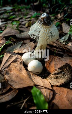 Tanzender Pilz, der auf dem Boden voller trockener Blätter wächst Stockfoto