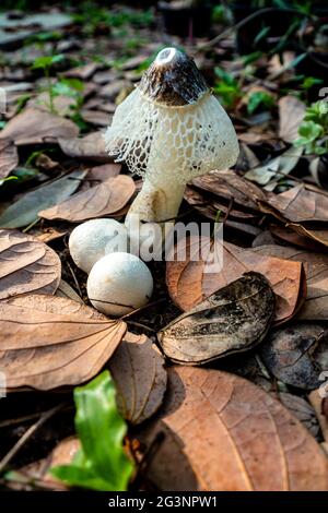 Tanzender Pilz, der auf dem Boden voller trockener Blätter wächst Stockfoto