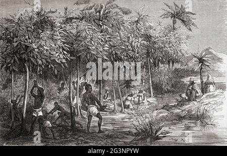 Sklaven ernten Kakao von einer Plantage in Mexiko, 19. Jahrhundert. Aus Le Savant du Foyer ou Notions Scientifiques Sur Les Objets Usuels de la Vie, veröffentlicht 1864 Stockfoto