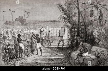 Sklaven ernten Baumwolle in Südamerika, 19. Jahrhundert. Aus Le Savant du Foyer ou Notions Scientifiques Sur Les Objets Usuels de la Vie, veröffentlicht 1864 Stockfoto